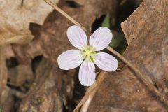 Virginia Springbeauty, Claytonia virginica