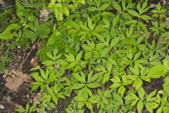 Virginia Waterleaf, Hydrophyllum virginianum