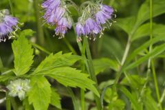 Virginia Waterleaf, Hydrophyllum virginianum