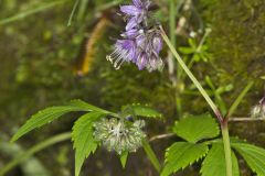 Virginia Waterleaf, Hydrophyllum virginianum