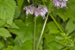 Virginia Waterleaf, Hydrophyllum virginianum