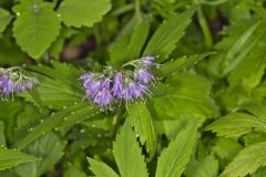 Virginia Waterleaf, Hydrophyllum virginianum