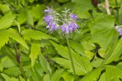 Virginia Waterleaf, Hydrophyllum virginianum