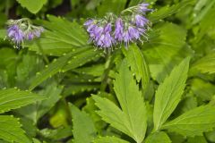 Virginia Waterleaf, Hydrophyllum virginianum