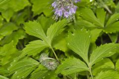 Virginia Waterleaf, Hydrophyllum virginianum