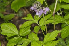 Virginia Waterleaf, Hydrophyllum virginianum