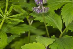 Virginia Waterleaf, Hydrophyllum virginianum