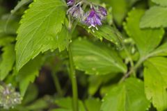 Virginia Waterleaf, Hydrophyllum virginianum