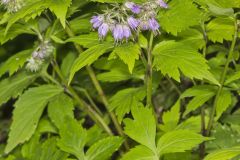 Virginia Waterleaf, Hydrophyllum virginianum