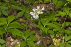 Virginia Waterleaf, Hydrophyllum virginianum