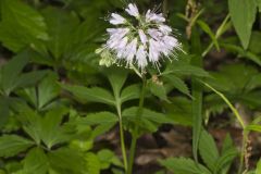 Virginia Waterleaf, Hydrophyllum virginianum