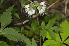 Virginia Waterleaf, Hydrophyllum virginianum