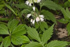 Virginia Waterleaf, Hydrophyllum virginianum