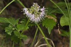 Virginia Waterleaf, Hydrophyllum virginianum