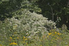 Virgin's Bower, Clematis virginiana