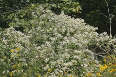 Virgin's Bower, Clematis virginiana