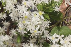 Virgin's Bower, Clematis virginiana