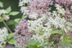 Virgin's Bower, Clematis virginiana