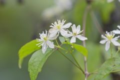 Virgin's Bower, Clematis virginiana