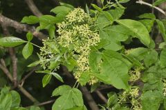 Wafer Ash, Ptelea trifoliata