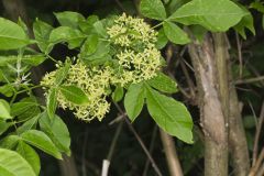 Wafer Ash, Ptelea trifoliata