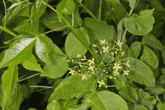 Wafer Ash, Ptelea trifoliata