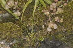 Walking Fern, Asplenium rhizophyllum