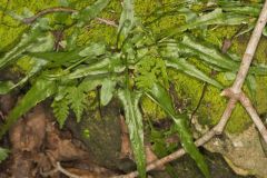 Walking Fern, Asplenium rhizophyllum