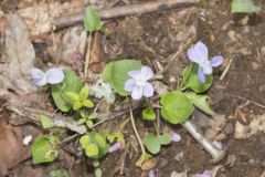 Walter's Violet, Viola walteri