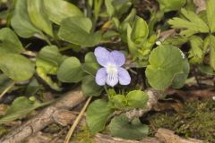 Walter's Violet, Viola walteri