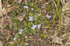 Walter's Violet, Viola walteri