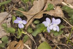 Walter's Violet, Viola walteri