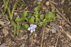 Walter's Violet, Viola walteri