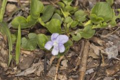 Walter's Violet, Viola walteri