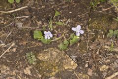 Walter's Violet, Viola walteri