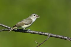 Warbling Vireo, Vireo gilvus