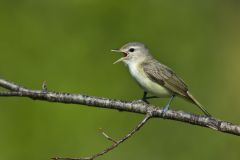 Warbling Vireo, Vireo gilvus