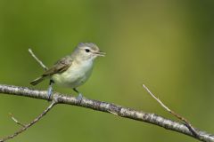 Warbling Vireo, Vireo gilvus