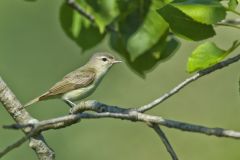 Warbling Vireo, Vireo gilvus