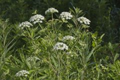 Water Hemlock, Cicuta maculata