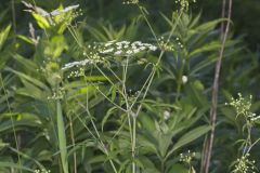 Water Hemlock, Cicuta maculata