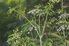 Water Hemlock, Cicuta maculata