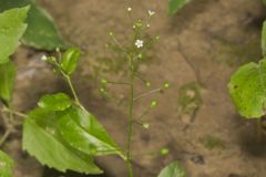 Water Pimpernel, Samolus valerandi L. ssp. parviflorus