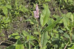 Water Smartweed, Persicaria amphibia