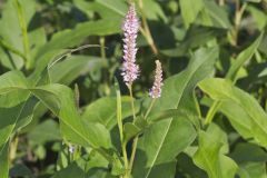 Water Smartweed, Persicaria amphibia