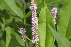 Water Smartweed, Persicaria amphibia