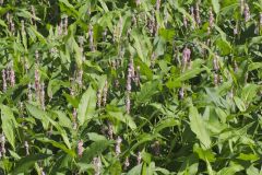 Water Smartweed, Persicaria amphibia