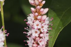 Water Smartweed, Persicaria amphibia