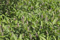 Water Smartweed, Persicaria amphibia