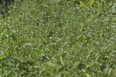 Water Speedwell, Veronica anagallis-aquatica